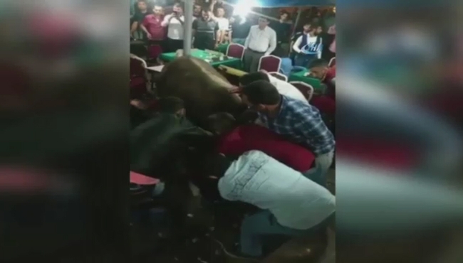 Kaçak boğa kahvehaneye daldı!