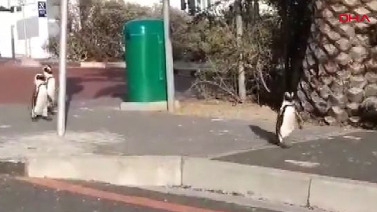 Son dakika... Koronavirüs günlerinde penguenler şehre indi