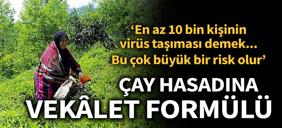 Çay hasadına vekâlet formülü