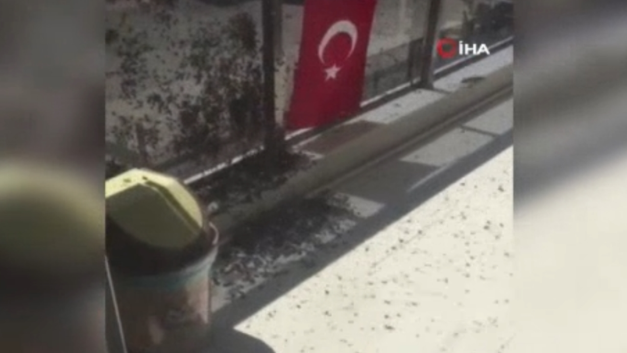 Bu kez de arı istilası...