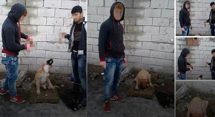 Köpeğe işkence edip kulak kesenlere ceza