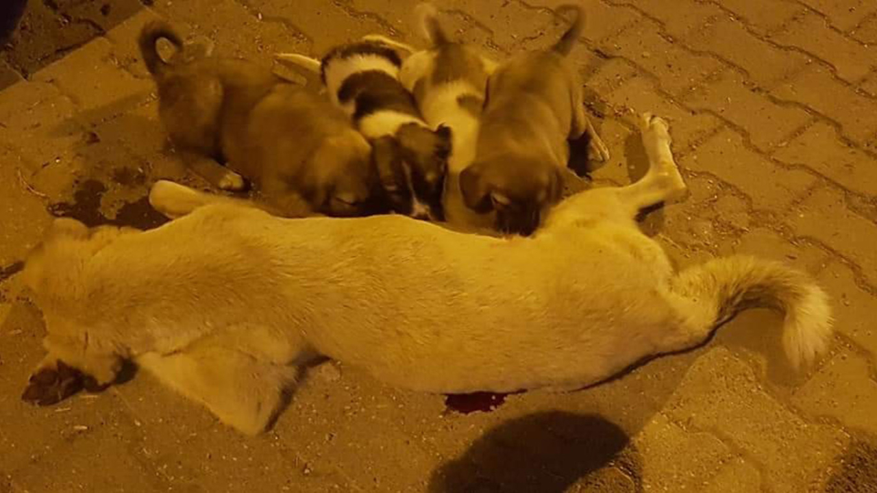 Uyuşturucu iğneyle öldürülen köpek için belediyeden soruşturma