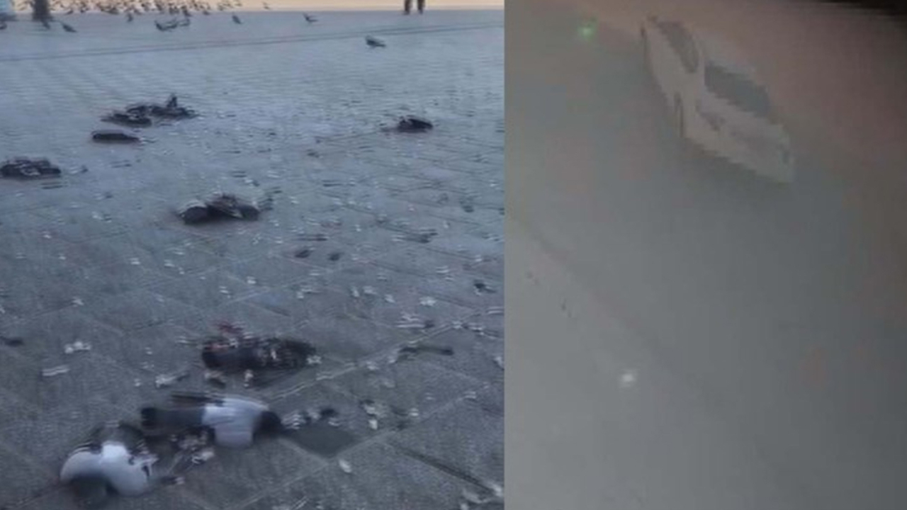 Son dakika... Yer: Eminönü Meydanı... Gözü dönmüş cani otomobiliyle güvercin katliamı yaptı! Yakalandı...