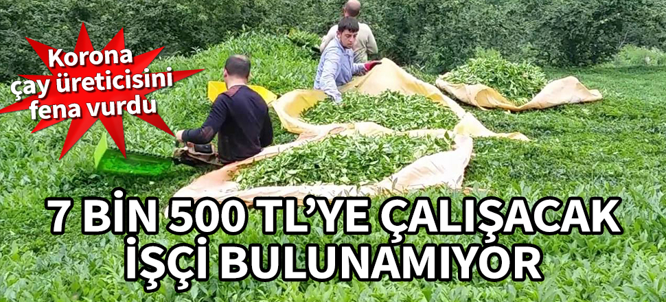Korona çay üreticisini vurdu! 7 bin 500 TL'ye çalışacak işçi bulunamıyor