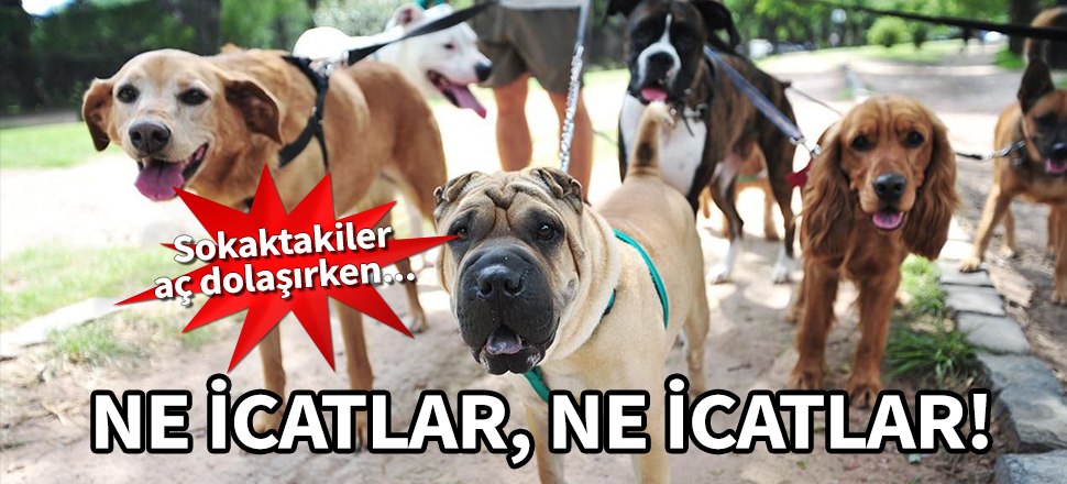 Sokağa çıkabilmek için hayvan satın alıyorlar!