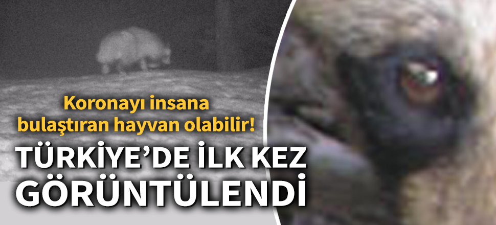 Son dakika... Türkiye’de ilk kez görülen koronavirüs şüphelisi rakun köpeği için uyarı