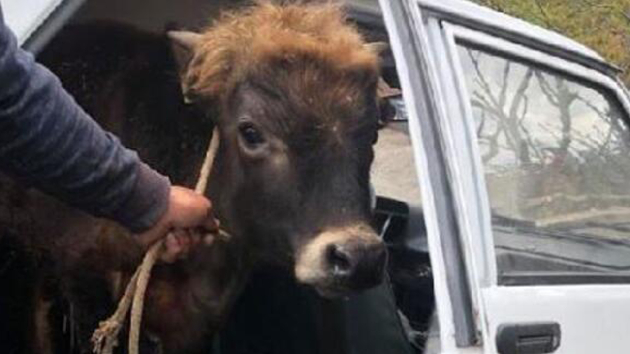 Satın aldığı danayı otomobille götürdü