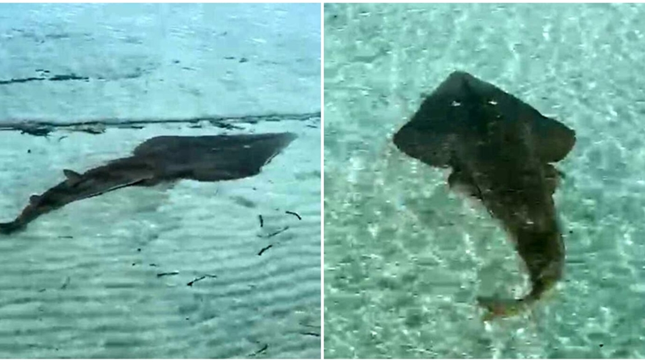 2 metre uzunluğunda! Kıyıya kadar geldi...