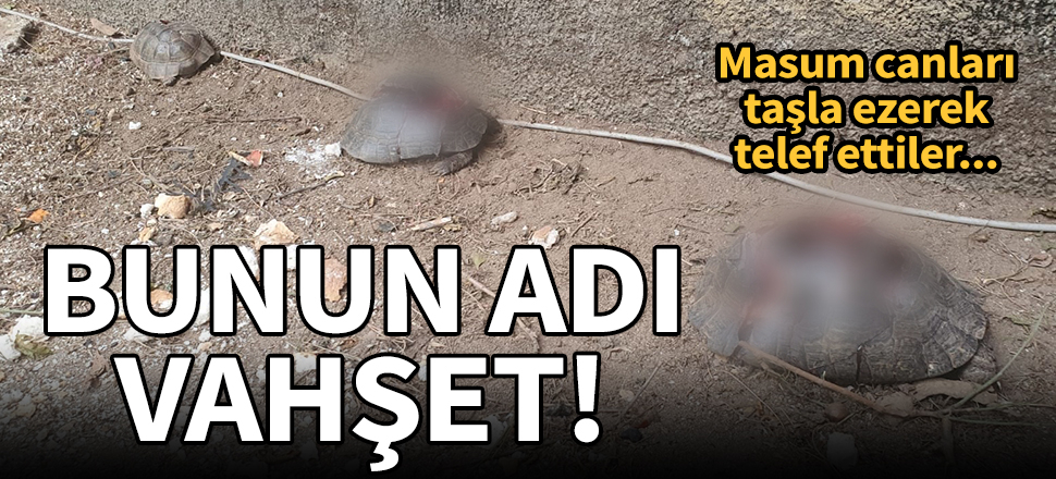 Bunun adı vahşet! Kaplumbağaları taşla ezerek telef ettiler