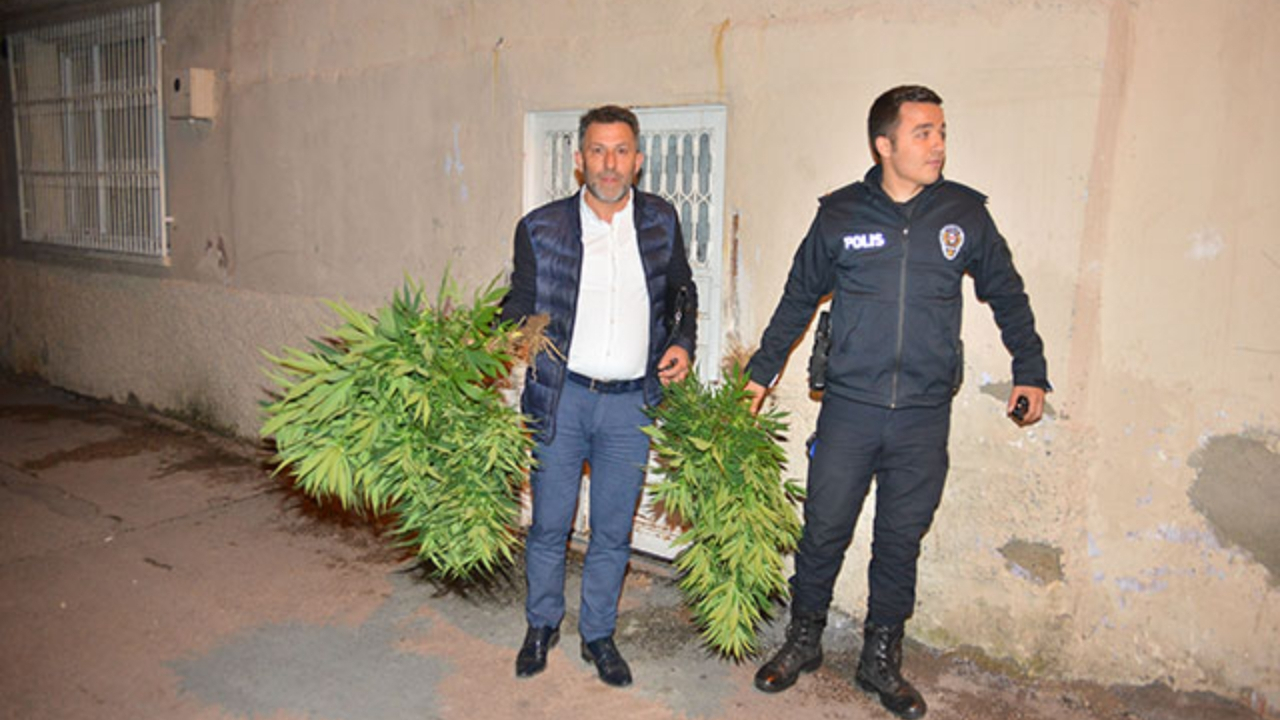 Cinayet ihbarı yapılan evden kenevir çıktı
