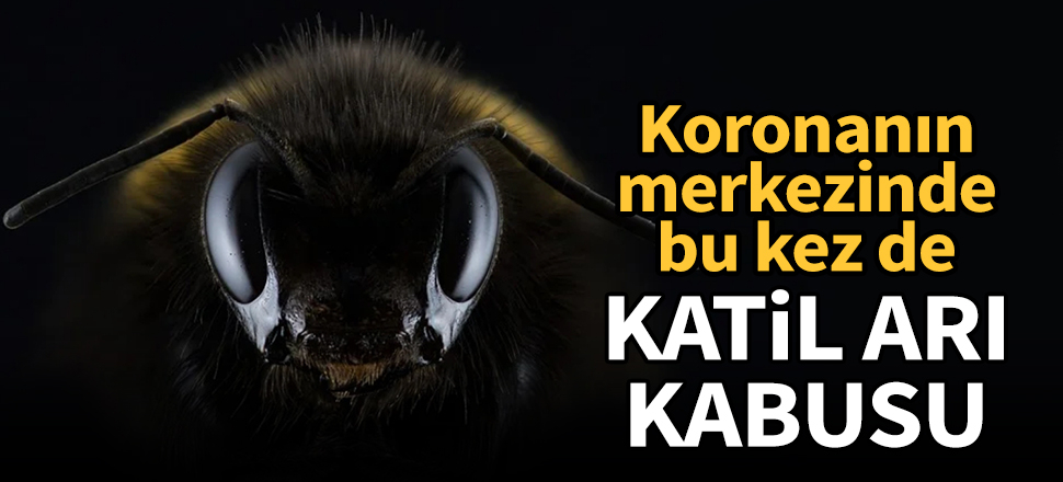 Koronanın merkezinde 'katil arı' kabusu