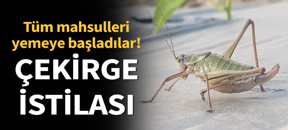 Son dakika... Çekirgeler istila etti! Tüm mahsulleri yemeye başladılar