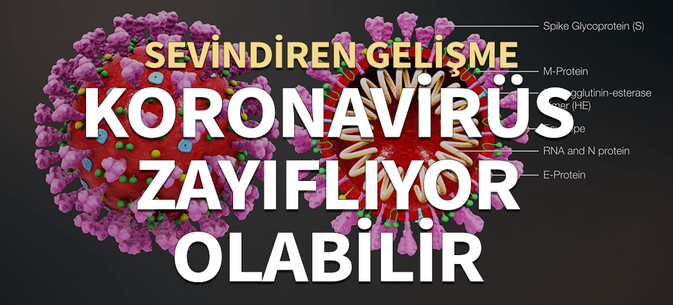 Bilim insanlarından flaş açıklama! Koronavirüs zayıflıyor olabilir...