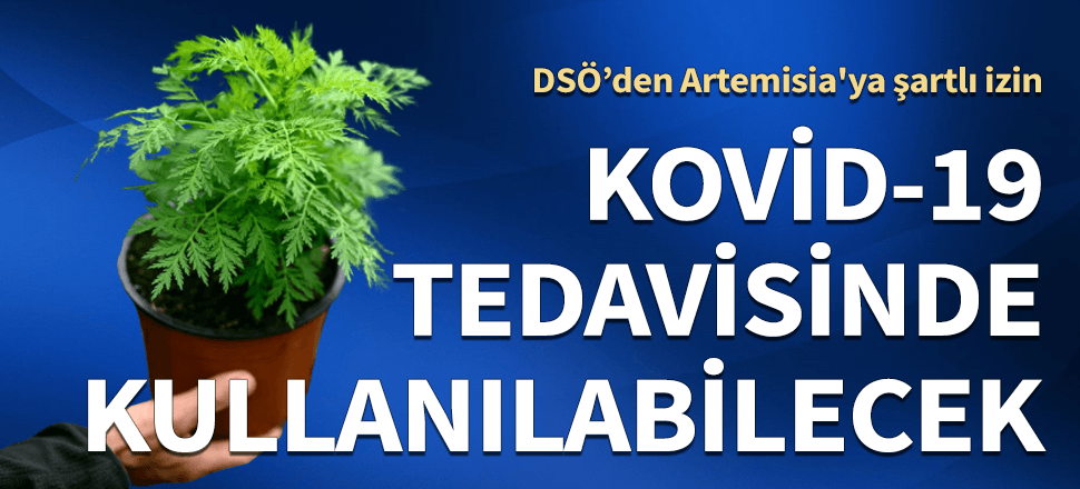 DSÖ'den Artemisia'ya şartlı izin! Kovid-19 tedavisinde kullanılabilecek...