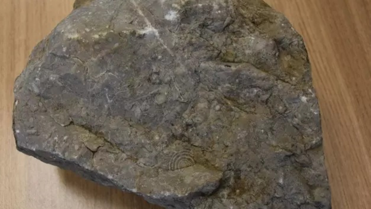 Şırnak'ta tarihi buluş! Tam 40 milyon yıllık