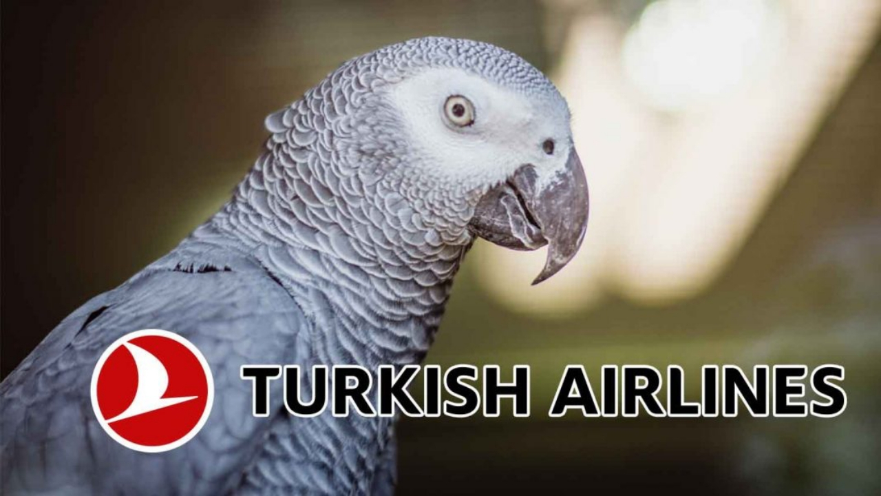 Türk Hava Yolları'ndan evcil olmayan hayvan kararı: İzin verilmeyecek