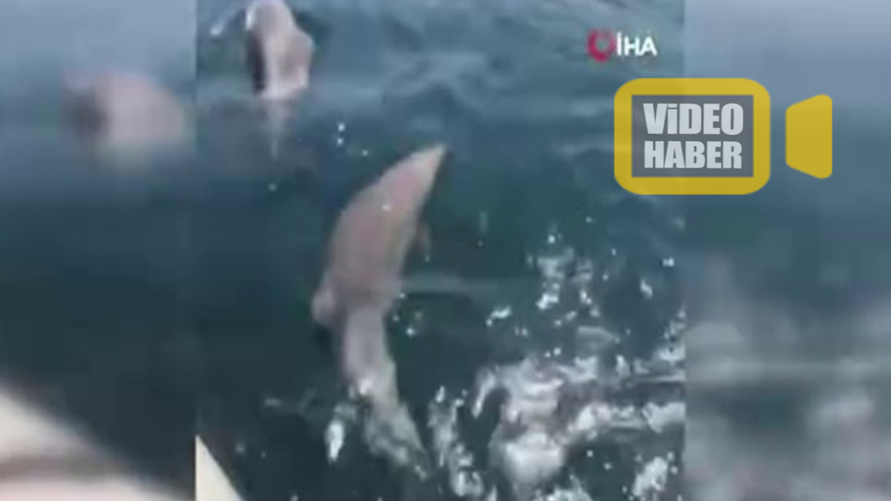 Son dakika... Sarıyer sahilinde yunusların muhteşem dansı