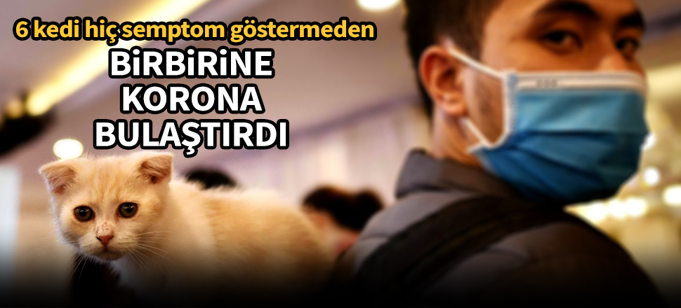 6 kedi hiç semptom göstermeden birbirine korona bulaştırdı