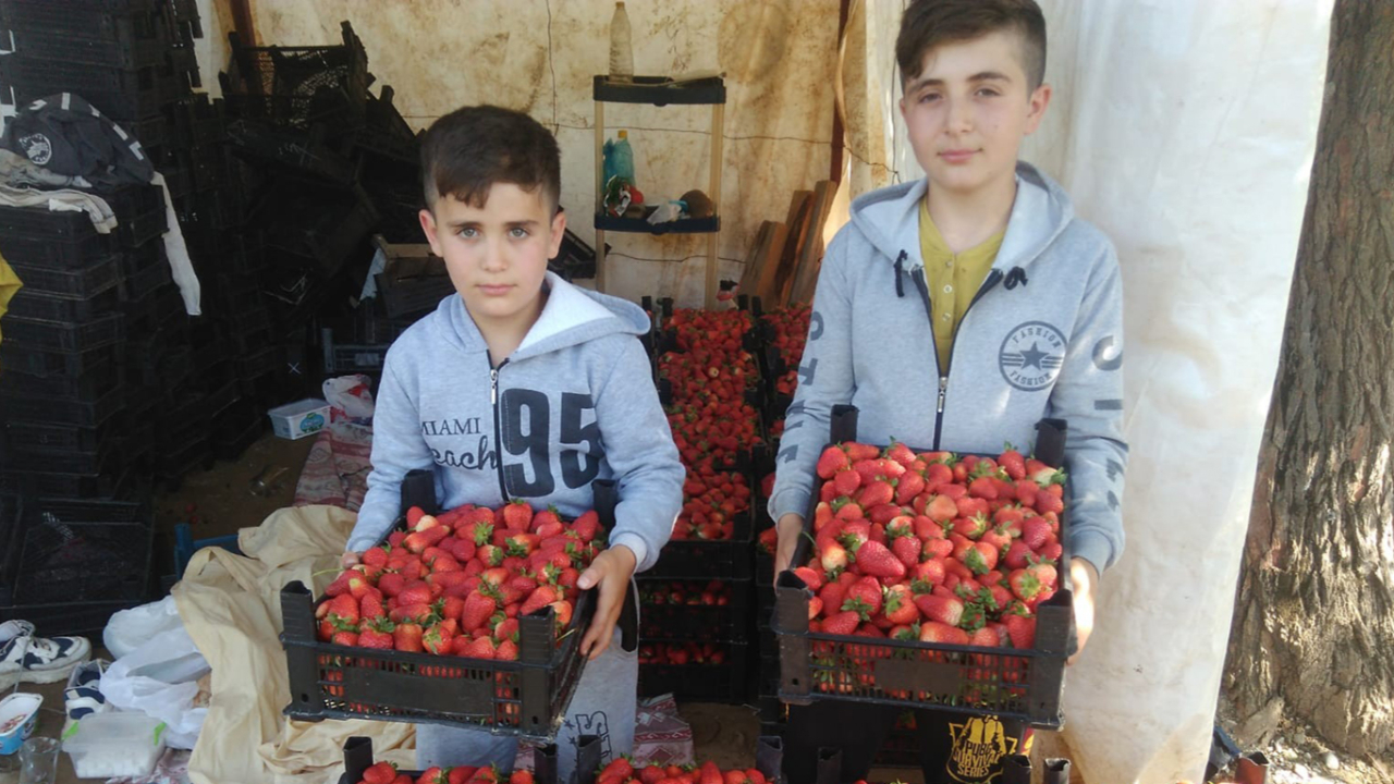 Tarlada 5 lira olan çilek marketlerde 15 liradan satılıyor
