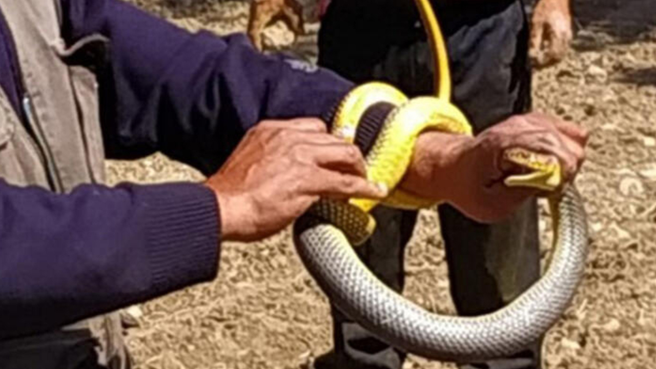 Son dakika... Kırbaç yılanı! Elleriyle yakaladı, tam 1,5 metre...
