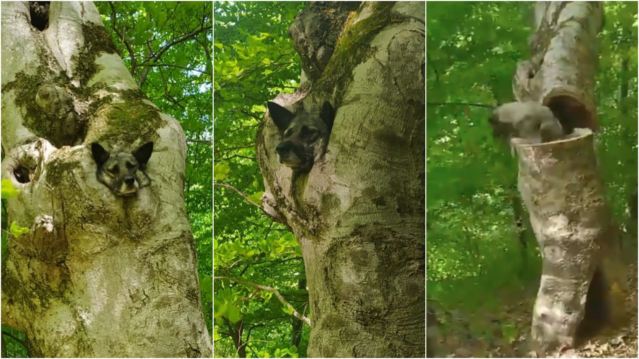 Ordu'da başı ağaç kovuğuna sıkışan köpek saatler sonra kurtarıldı!