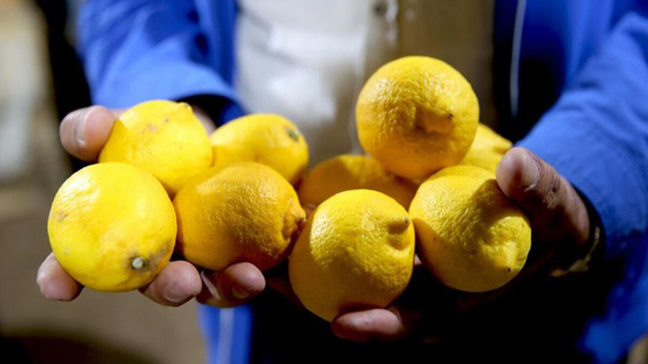 Limon üreticisine ihracat izni müjdesi...