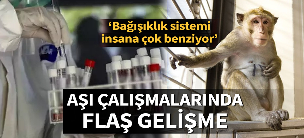 Makak maymunları üzerinde denenen koronavirüs aşısı başarılı oldu
