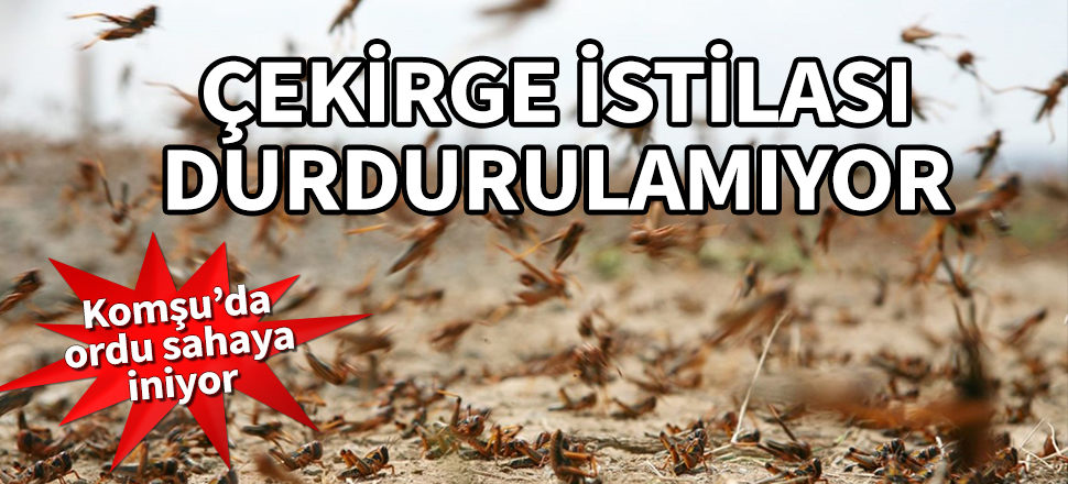 Çekirge istilası durdurulamıyor! Komşu'da ordu sahaya iniyor