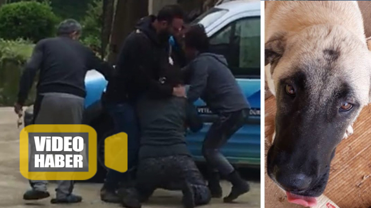 Son dakika... Baktığı sokak köpekleri yüzünden akrabaları tarafından darp edildi