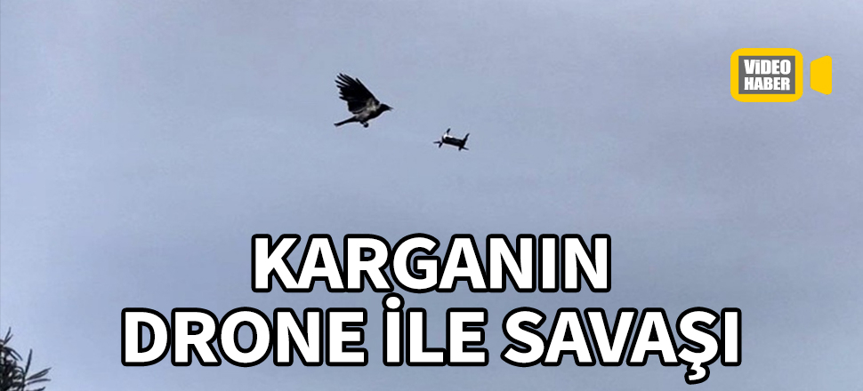 Üsküdar'da gülümseten görüntü... Karganın drone ile savaşı!