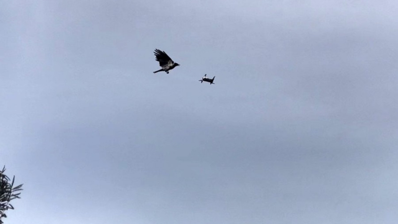 Karganın drone'a saldırısı