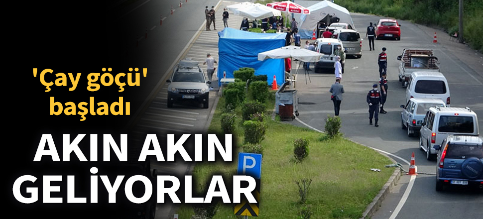 Son dakika... 'Çay göçü' başladı, akın akın geliyorlar