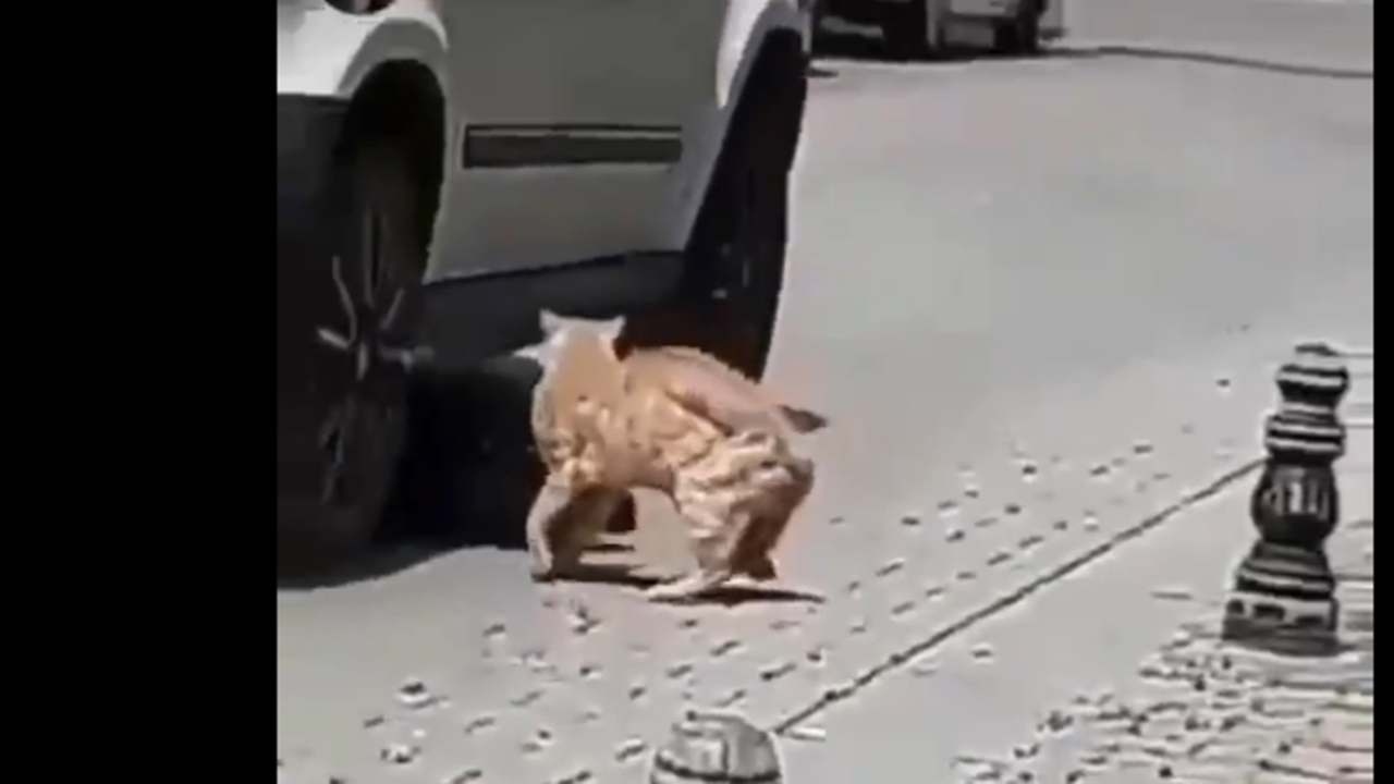 Caddedeki kedinin üzerinden aracıyla geçti!