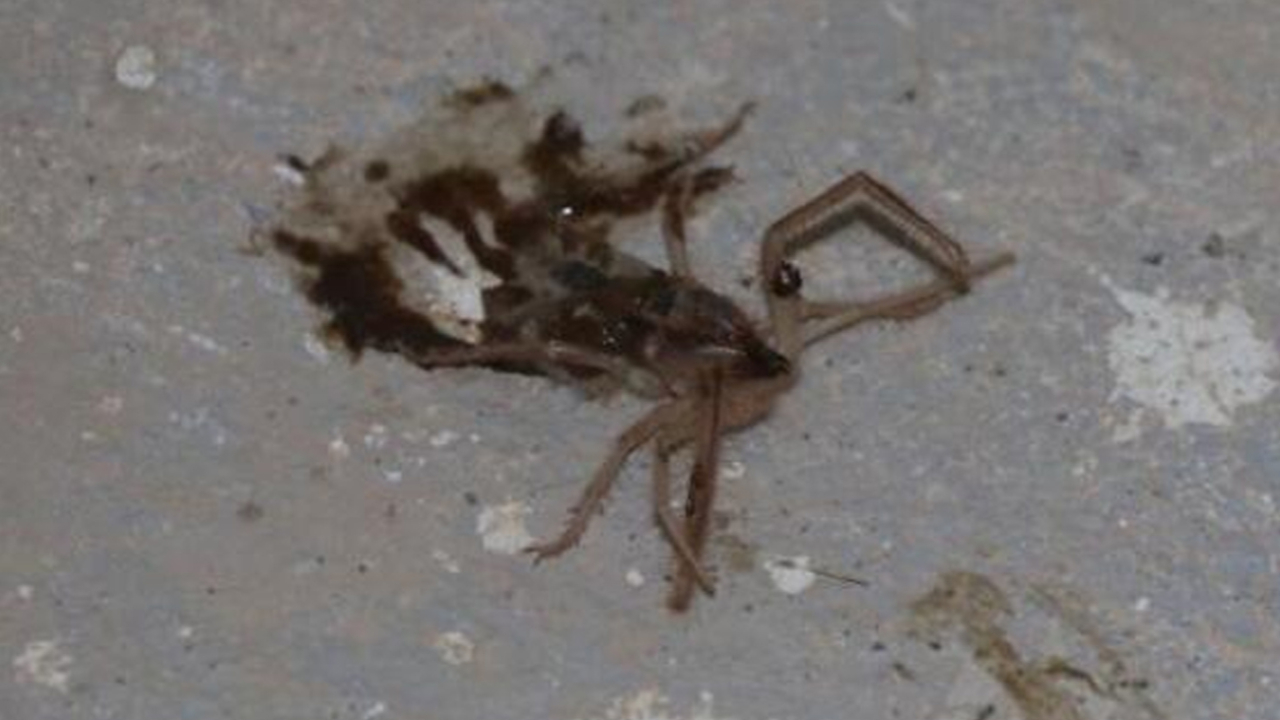 Son dakika... Et ile beslenen örümcek mahalleliyi korkuttu!
