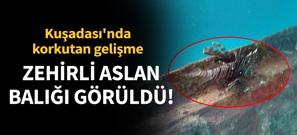 Son dakika... Kuşadası'nda zehirli aslan balığı görüldü