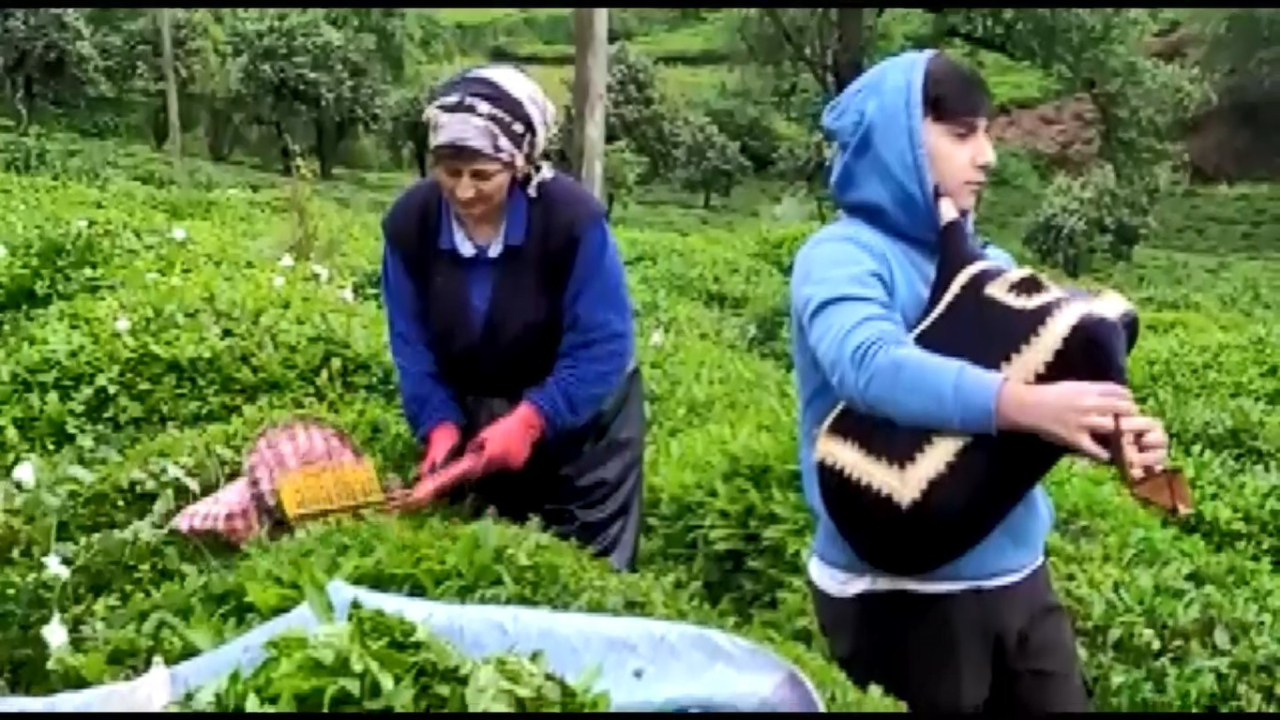 Çay sorunu çözülen Rizeliler, tulumla çaylıklara girdi
