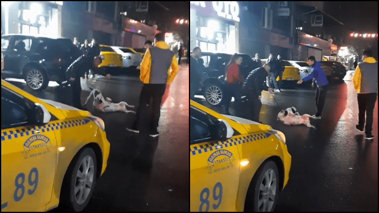 Kağıthane'de sokak ortasında pitbull dehşeti!