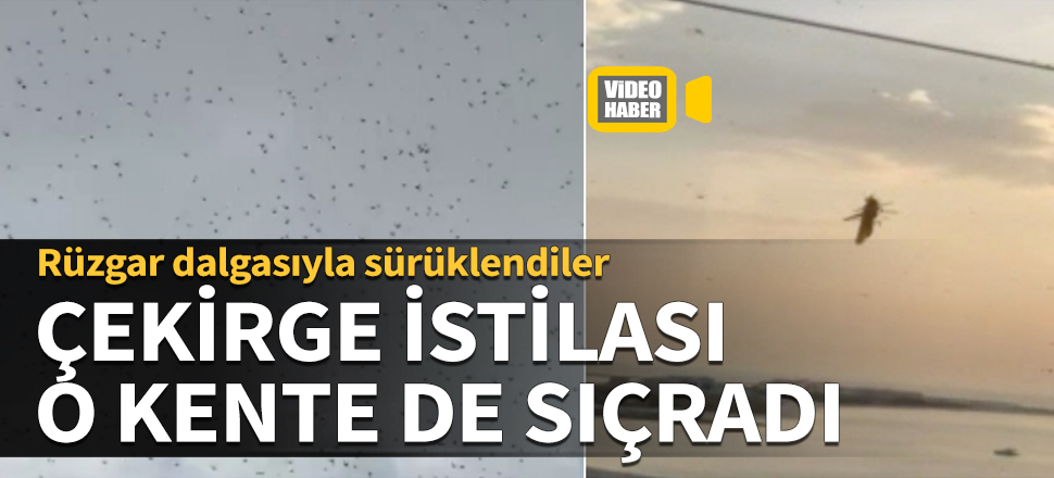 Çekirge istilası o kente de sıçradı! Rüzgar dalgasıyla sürüklendiler