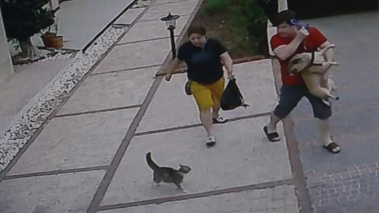 Son dakika... Bir anda ortaya çıktı, köpekli çifte dünyayı dar etti