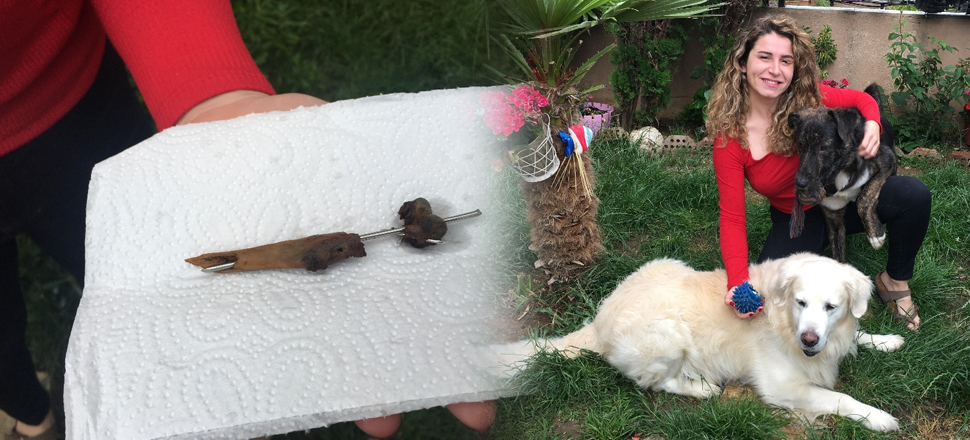 Son dakika... Akılalmaz olay! Oyuncu Gamze Topuz’un köpeklerine çivili kemik attılar