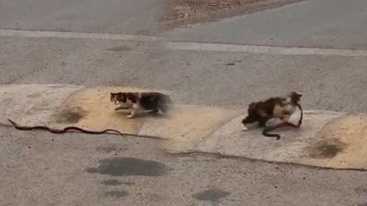 Son dakika... Yolda bulduğu 1 metrelik yılanı ağzına alıp götüren kedi pes dedirtti
