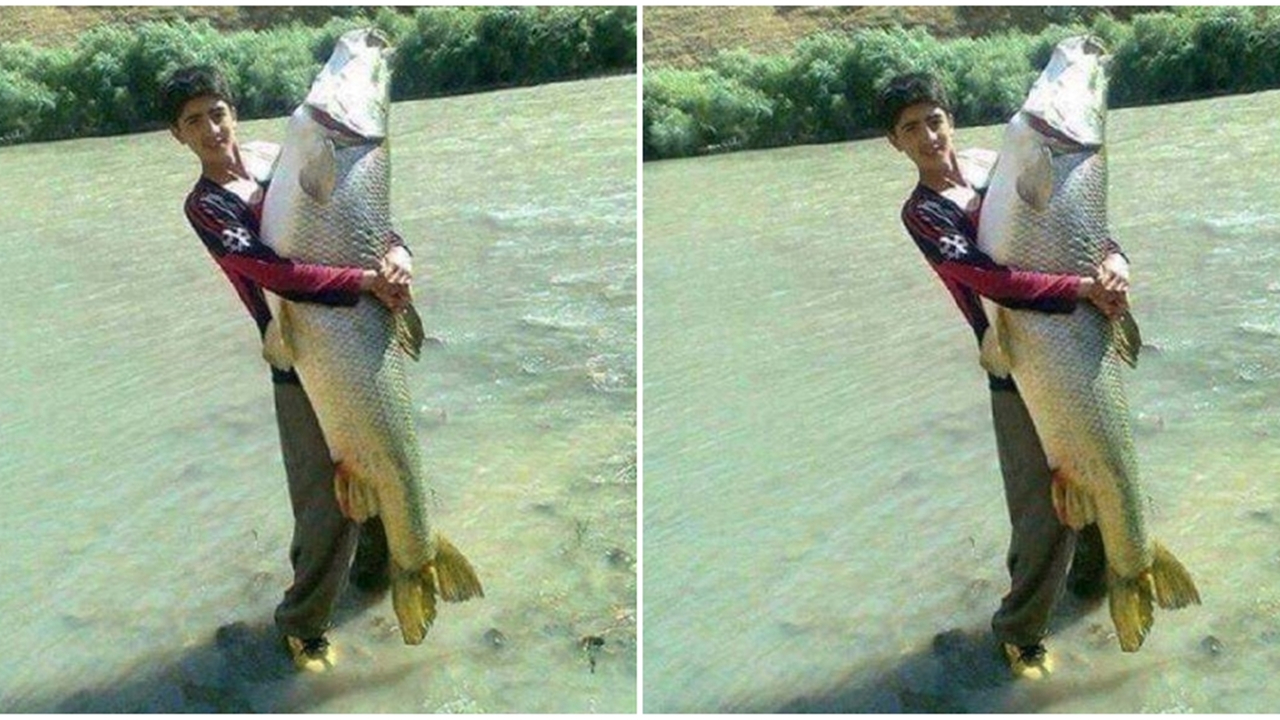 Dev turna balığı balıkçının yüzünü güldürdü...