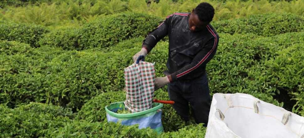 Black tea matters!