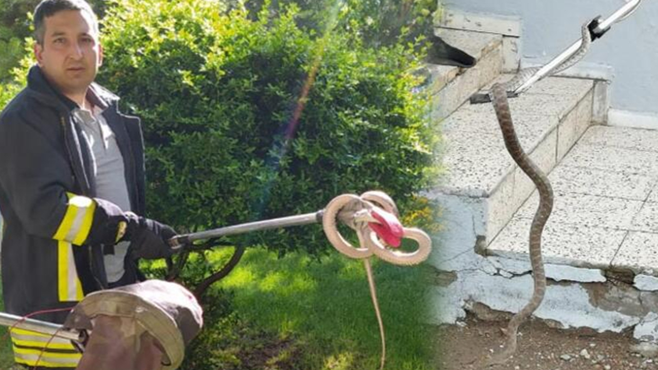 Son dakika... Kayseri'deki 'Yılan Yakalama Timi' iş başında! Bu yıl 35 yılan yakalandı
