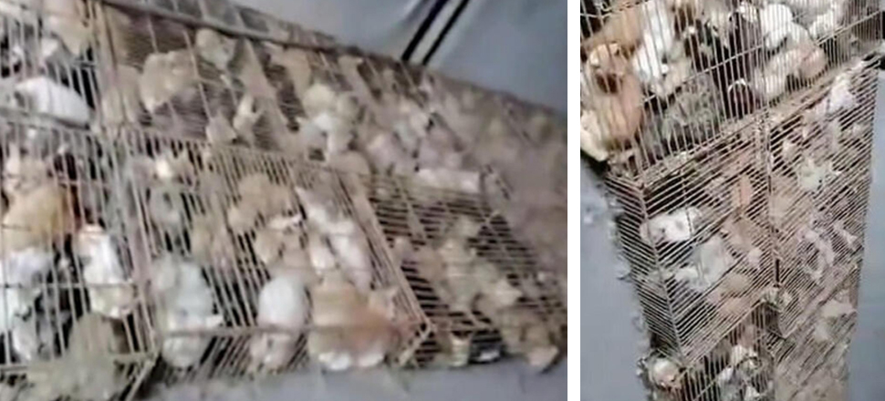 Son dakika... Çin'de 700 kedi yemek olarak servis edilmekten son anda kurtarıldı!