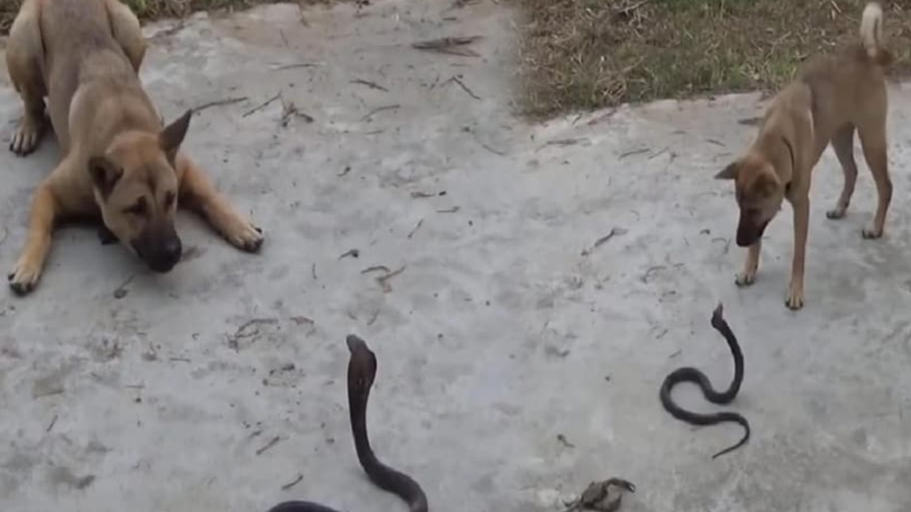 Yılan ile köpeğin karşılaştığı anlar!