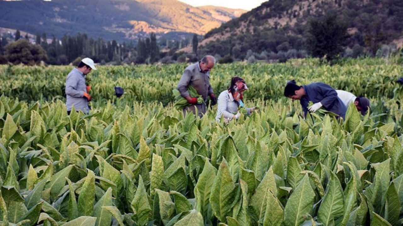Tütün üretiminde yüzde 30 şartı geliyor