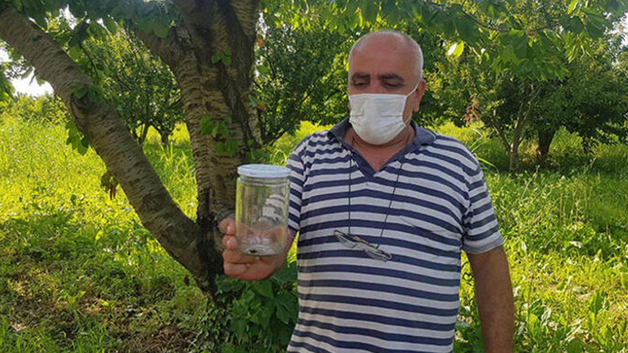 Yılanlardan sonra şimdi de zehirli ‘uğur böceği örümceği’