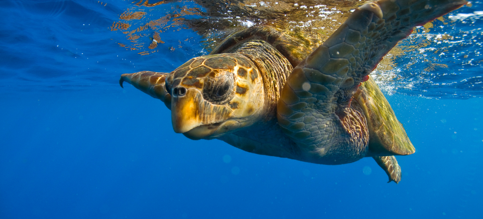 'Caretta Caretta'lar gibi denize ulaşmak lazım