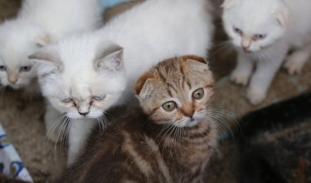 Almanya kedi sahiplerine vergi getirmeyi tartışıyor